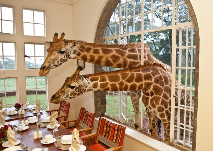 Śniadanie w towarzystwie żyraf